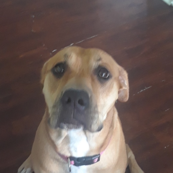 lillythedog
